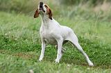POINTER 097
